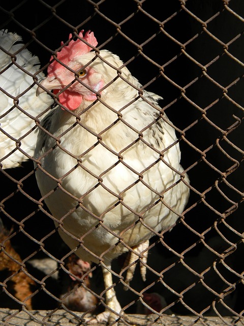 在对阵奥兰 在对阵奥兰